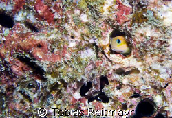 Blenny seeking shelter from "bubble monster", West of Ede... by Tobias Reitmayr 